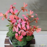 [성심꽃농원] 빌드베른로즈_유럽제라늄_제라늄_130(Pelargonium(Geranium)) - 공기정화식물(air purifying plants)