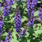 숙근샐비어 블루(4치화분) 숙근사루비아 블루 노지월동 야생화 - 야생화(Wild Flower)