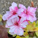 제라늄 러쉬무어골든걸 (사이즈확인하세요)(Geranium/Pelargonium) - 관엽식물(Foliage)