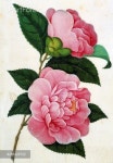 PortForLio - Two Pink Camellias | 수채화