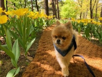 #서울숲 #포메라니안 #노견만세 #dogstagram #dog #pomeranian #seoulforest #성수동 | Cute dogs, Animals, Dogs