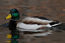 Duck species에 관한 상위 25개 이상의 Pinterest 아이디어 | 사냥, 오리 및 청둥오리