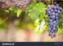 시라즈 포도 스톡 사진 295881227 | Shutterstock