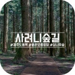 제주도여행 필수 코스로 소개하고 싶은 사려니숲길(붉은오름입구) | Plants, Garden