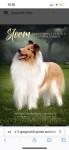 Pin page Majestic Border Collie Dog on a Green Field