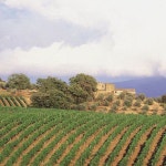 Cantina di GF VINO’s Instagram profile post: “‘오르치아 강의 언덕’... 10여년 전부터 콜도르치아는 소유한 농장의 모든 재배에 관해... 