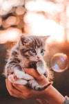 Épinglé par ㅎㅅㅇ sur 고양ㅇㅣ | Chaton mignon, Animales, Chats adorables