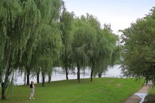 “축 쳐진 나뭇잎, 한국사람들이 괜히 좋아하는 게 아냐”… 6월에 더 아름다운 버드나무 명소 4곳