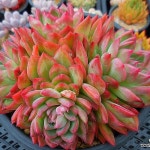 브레들리(E. Bradley) - 다육식물(Succulents)