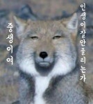 티벳여우......였던것.....(스승님)