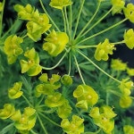 솔잎대극25cm포트/노지월동/묵은주 - 관엽식물(Foliage)