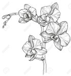 frangipani illustration - Google 검색 | 연필