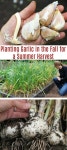 Gardening에 관한 26개의 최상의 Pinterest 이미지 | 허브 정원, 실내 허브 및 꽃 정원 Gardening