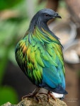 nicobar-pigeon-04 | 새, 동물