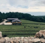 제주(Jeju) | 제주 서귀포 녹차밭 서귀다원 : 네이버 블로그 - 2020