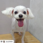 #Repost @yhy23000 (@get_repost)  #한마음동물병원#한마음동물의료센터 #애견미용#말티즈#말티즈미용#역시  #Repost @yhy23000 (@get... 