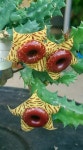 Garden!에 관한 560개의 최상의 Pinterest 이미지 Garden!