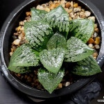 (특가할인)마릴린(대묘) 102-39(Haworthia comptonia Marilyn) - 하월시아(Haworthia)