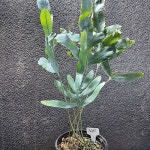 블루스타고사리3085(Phlebodium aureum blue star) - 공기정화식물(air purifying plants) in 2024 | Air purifying plants, Plants... 