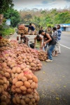 Zapote | 농장