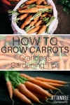 Carrots에 관한 33개의 최상의 Pinterest 이미지 Carrots