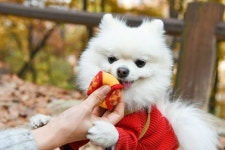 “내꼬야 내꼬~~! . . #루이 #pomeranian #poms #pomstagram... 포메라니안 #강아지 #반려견 #독스타그램” | Instagram... 