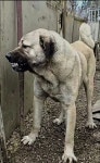 Pin page KURTLAR  KÖPEKLER에 있는 Fenomen IQ님의 핀 - 2024