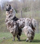 Llama에 관한 24개의 최상의 Pinterest 이미지 | 농장 동물, 사슴 및 Llamas Llama