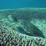 Sea Turtle | 바다거북