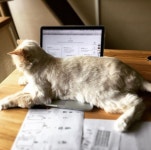 #catstagram #cat #ragdoll #ragdollcats #ragdollcat #neko #evan #猫 #愛猫 #美猫 #ねこ #고양이 #에반 #냥스타그램 #미묘 #macbook... 