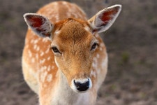 Pixabay의 무료 이미지 - 다마 사슴, 동물, 포유 동물, 반추 동물, 도 발굽 in 2020 | Fallow deer, Animals, Mammals