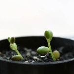 Jelly Bean  #succulent #plant #succulove #succulentlife #nature #succulents #cactus #garden #plants #green #instaplant #다육식물... 