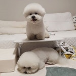 뽀승뽀대 뽀뽀네 서열1위를 탐내는 뽀대시끼 이렇게까지 해야했니... 뽀승아 그냥 저시끼 하루만  뽀승뽀대 뽀뽀네  서열1위를 탐내는... 
