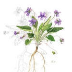 (EJ)🌿(@ej_illustree)님: 🌿🌿 보타니컬아트 . 그꽃... dji_books_design_studio  @joanne… | 그림, 배경, 꽃그림