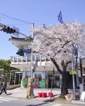 7eleven x cherry blossom 🌸🌸🌸🌸 #seveneleven #cherryblossom #벚꽃 #springtime #southkorea #korea #corée #corea #보문... 