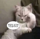 괭장히. 심각한 고민중이라고