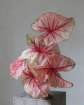 Frida Kim on Instagram: “#caladium. . .’. . . . . . . . . . . .#fridakim #fridakim_london #꽃#플라워 #style #interiordesign...