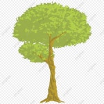봄에 티크 나무의 그림, 목재, 잎, 산소 PNG, 일러스트 및 벡터 에 대한 무료 다운로드 - Pngtree