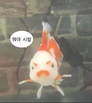 웃긴 밈 - 귀여운 동물 밈
