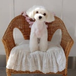 #트리밍매직 #말티즈미용 #말티즈스포팅 #가위컷 #광교애견미용 #광교애견스파 #오픈형미용실 #오픈애견미용실 #광교호수공원... 