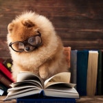 pomeranian dog with a book. . Posted by : @friendlypomeranian Follow me to see more nice picture Thank you so much ☝️☝️ Tag... 