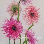 꽃지음#색연필그림#보태니컬아트#보타니컬아트 #손그림#botanicalart #botanicalartist #watercolor #painting #colorpencil#drawing #flower... 