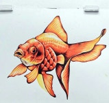 금붕어 개체묘사 goldfish