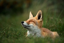 Animals | 여우