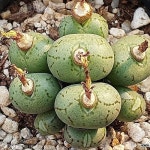 코노피튬 2062(Conophytum) - 코노피튬(Conophytum)