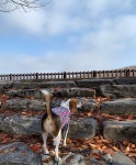 오늘 날씨 최고... | Instagram dogs, Instagram, Facebook sign up