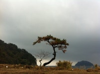 통영 연대도의 독야청청하고 있는 소나무 한그루