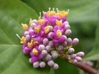 이미지를 클릭하면 원본을 보실 수 있습니다. | 정원수