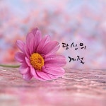 꽃은 저마다 피는 계절이 다르다개나리는 개나리대로 동백은 동백대로자기가 피어야하는 계절이 따로 있다꽃들도 저렇게 만개의 시기를 잘 알고... 