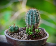 #succulents #cactus #succulentlovers #cactuslovers #minigarden | 식물, 꽃, 원예